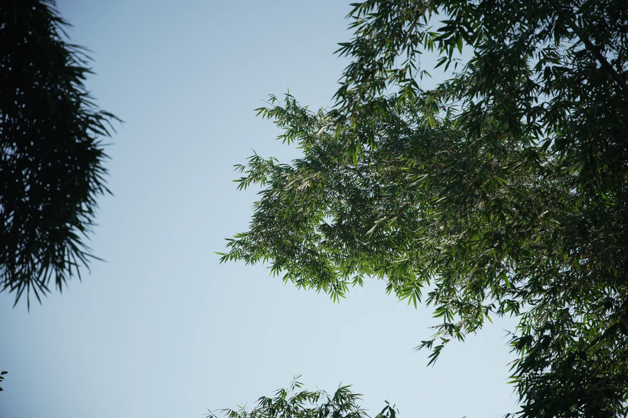 korome-campus-bamboo-leaves-sky