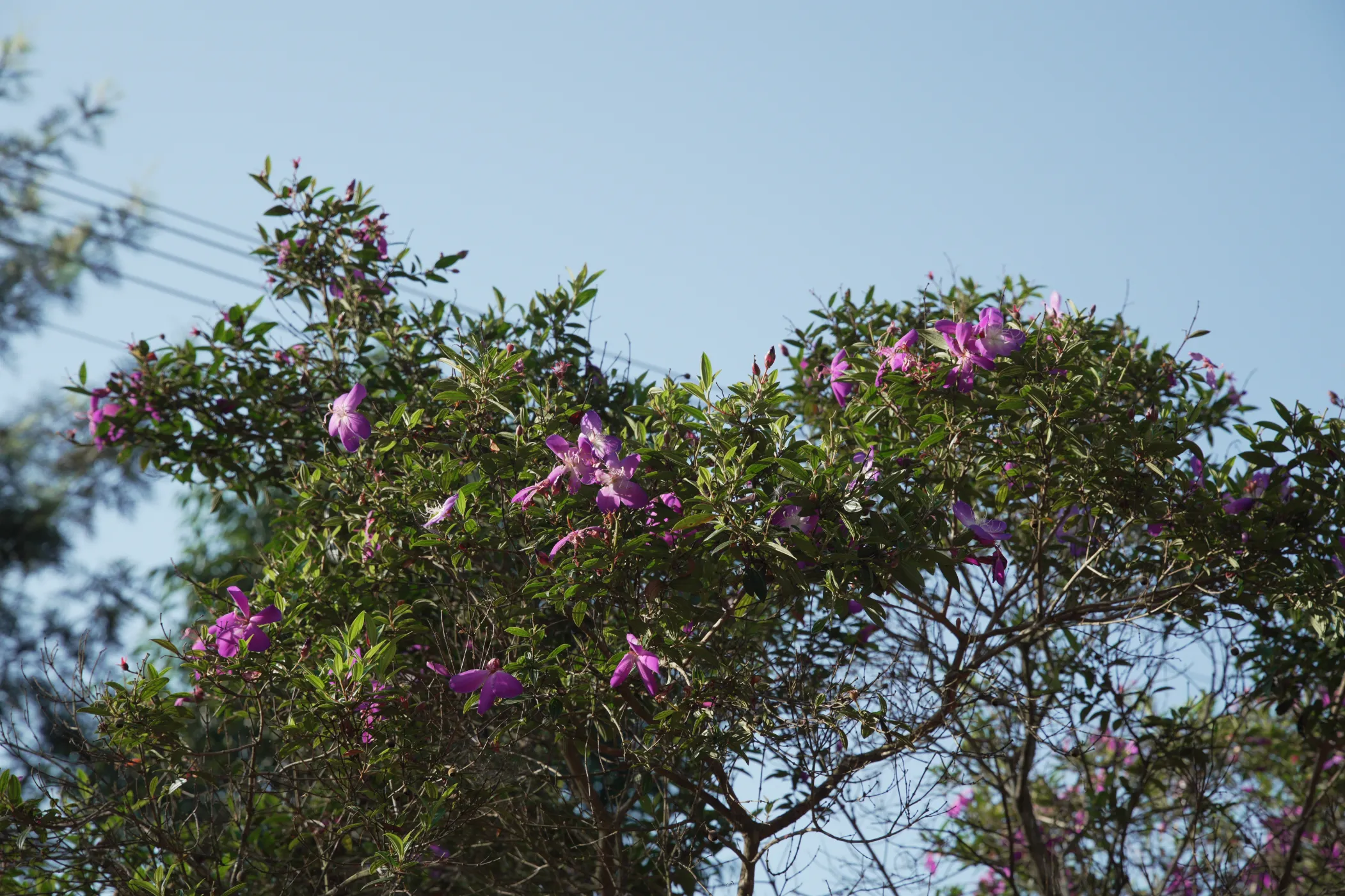 korome-campus-purple-flowering-tree