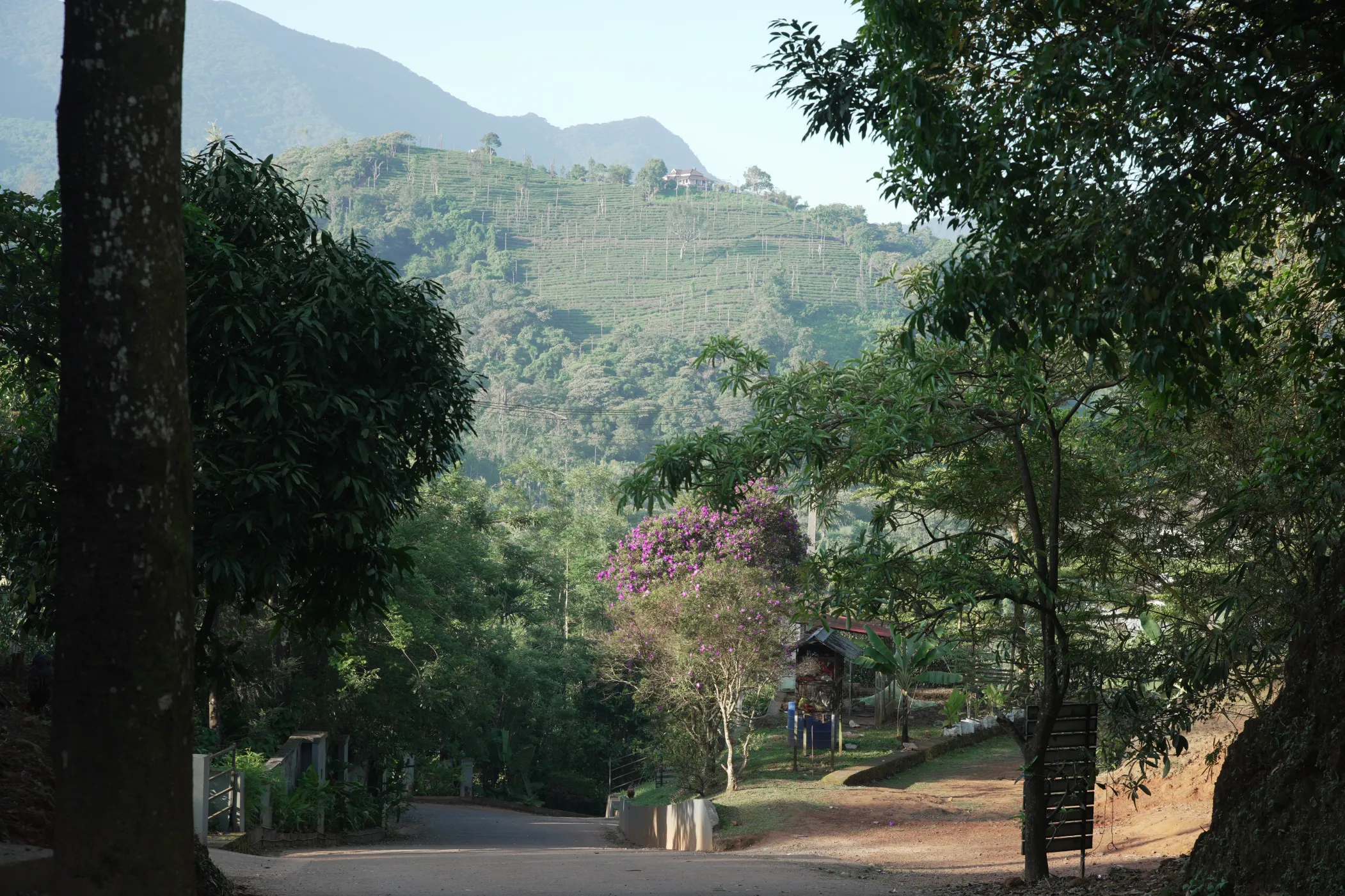 korome-campus-road-terraced-hillside-flowering-tree